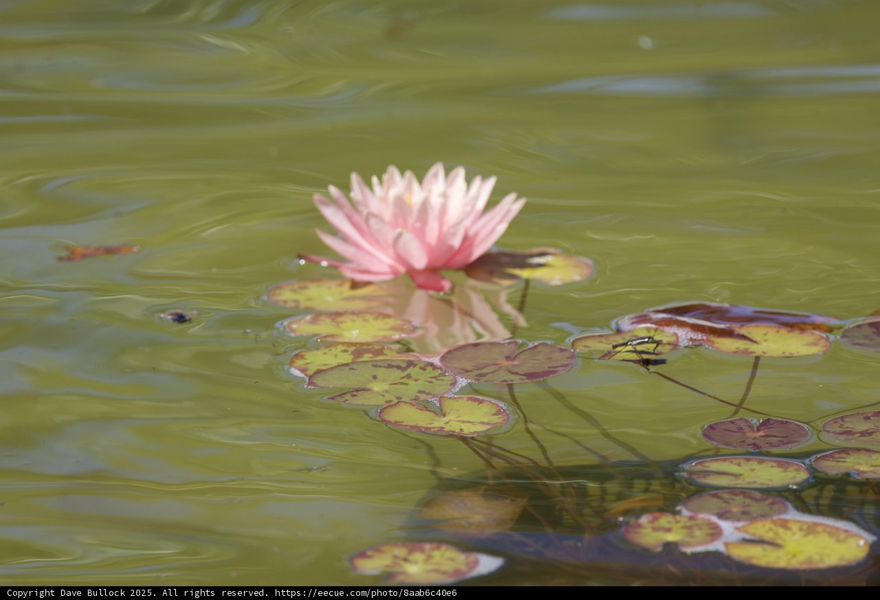 Serenity in Bloom