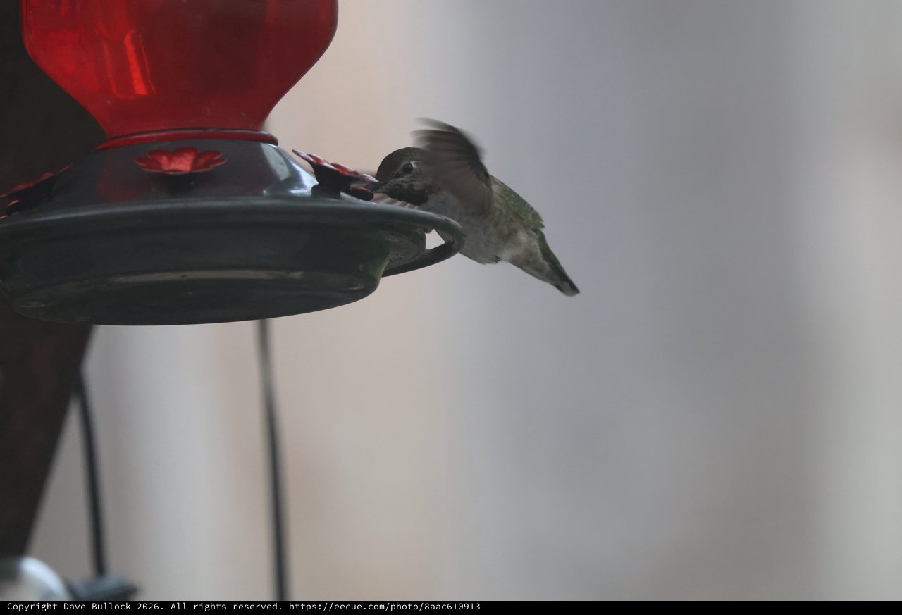 Anna's Hummingbird Feeding at Twilight Feeder