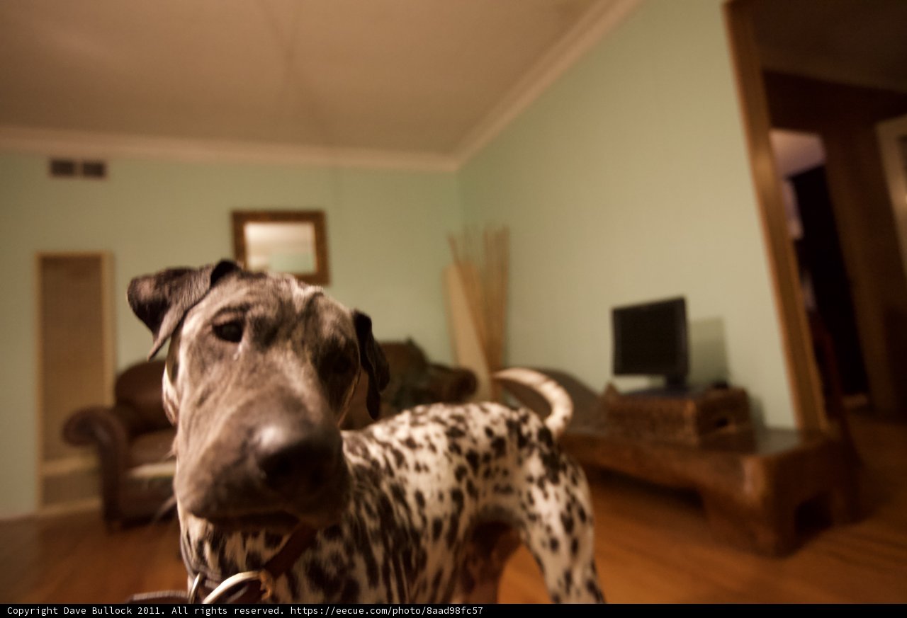 Lewis the Dalmatian enjoying the living room