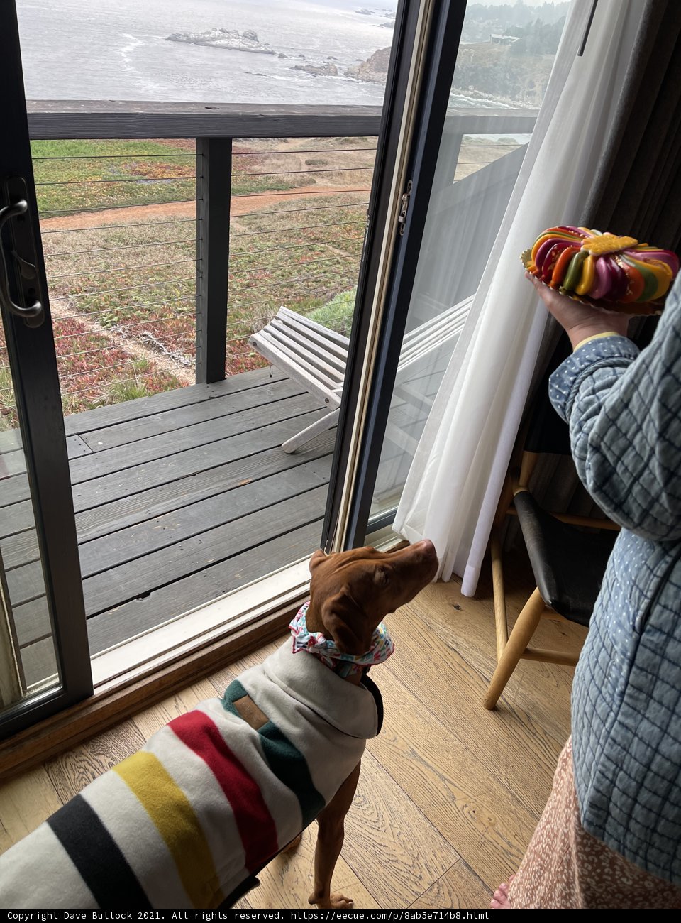 A Dog's View of the World through an Open Window