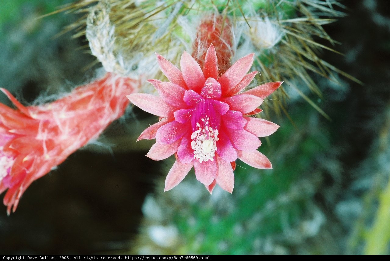 Pink Delight Among the Spines