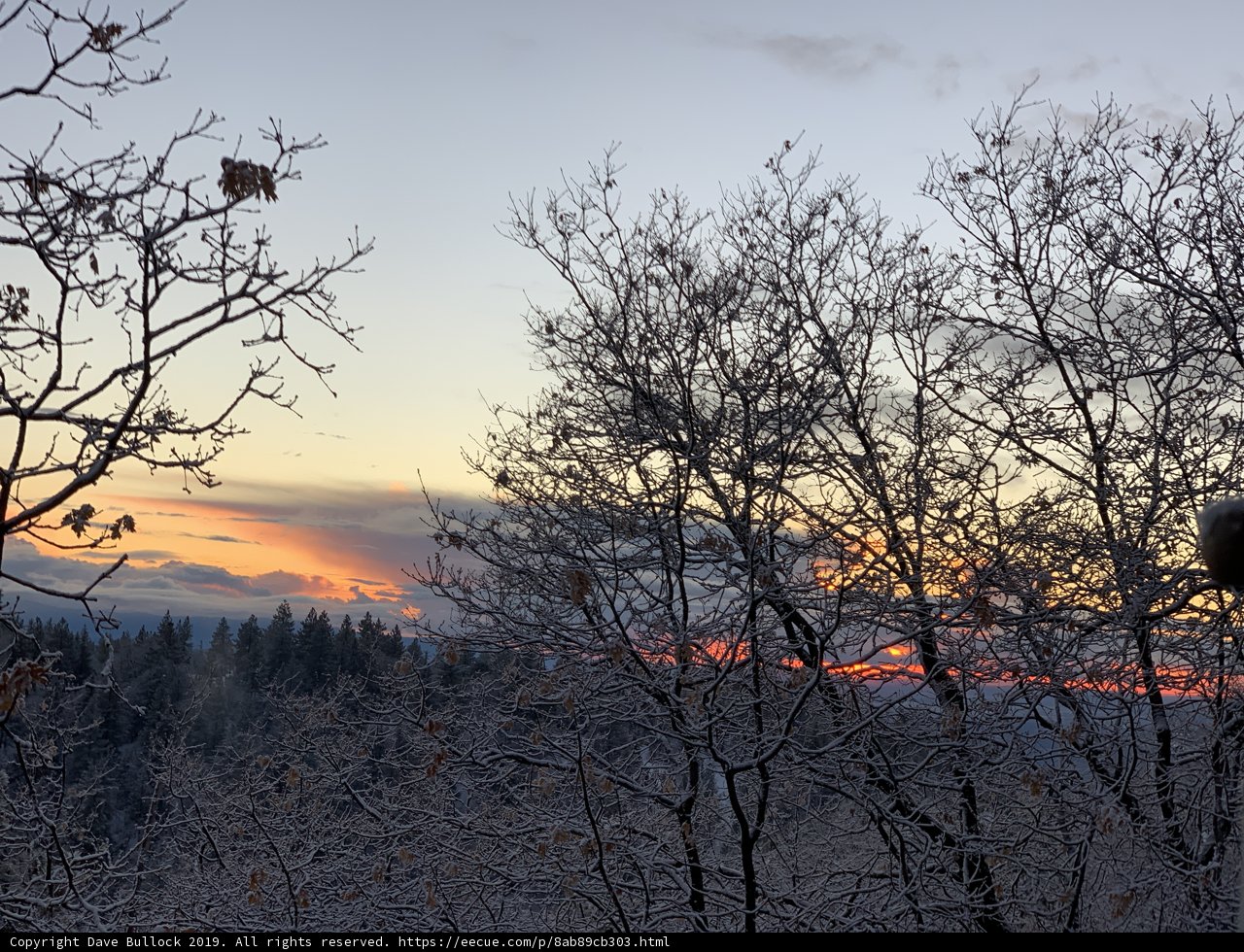 Serene Sunset on a Majestic Tree