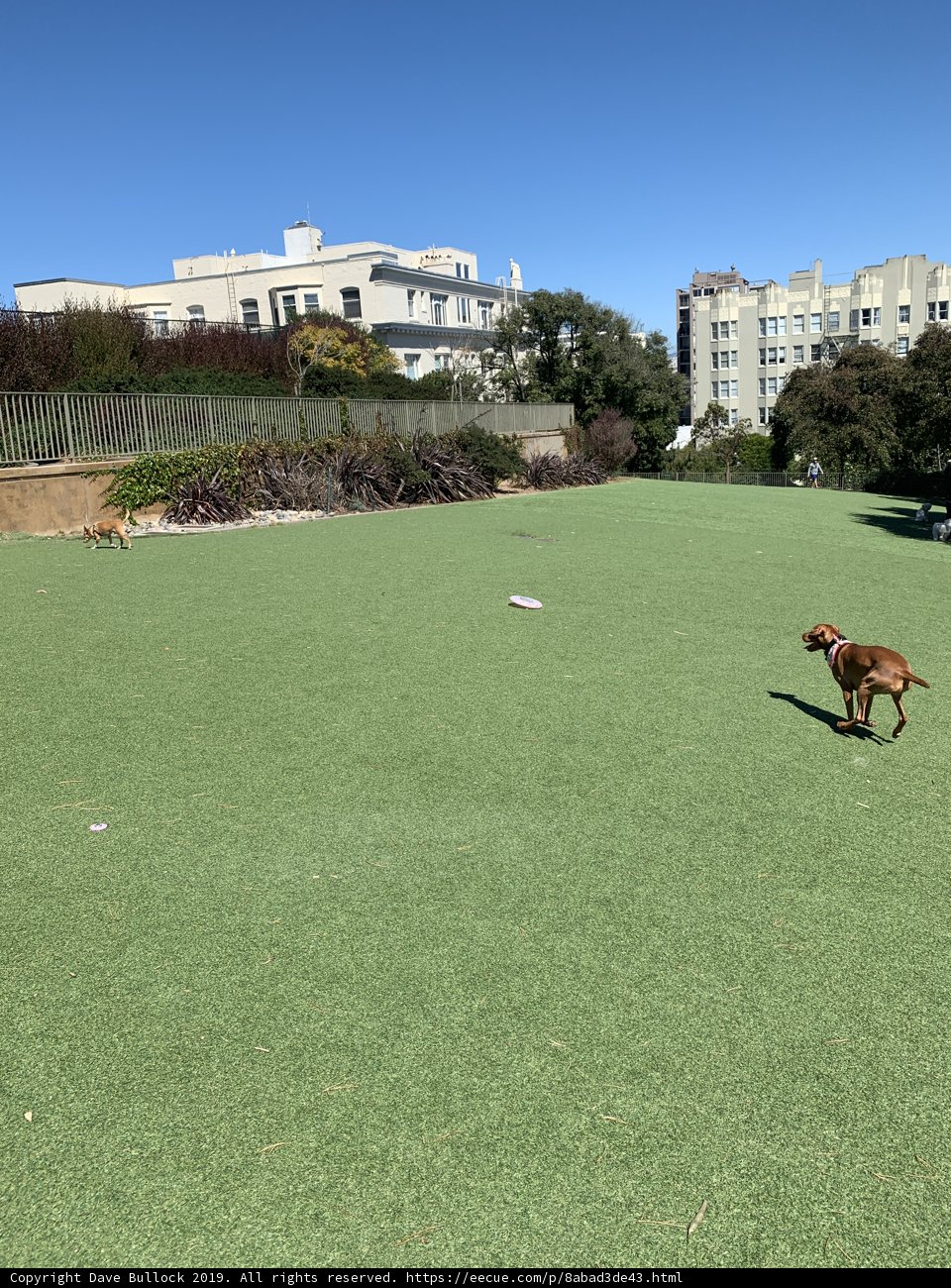 Puppy Playtime at Lafayette Park