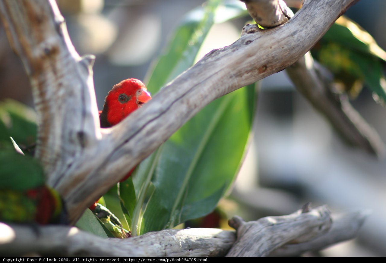 The Red Bird on a Leafy Branch