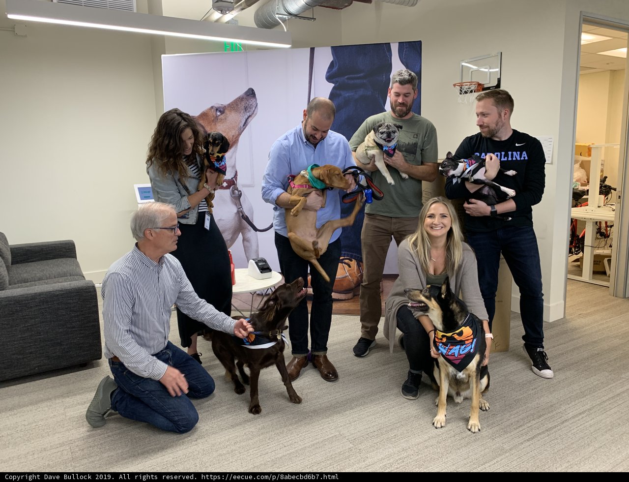 Pawsome Office Pals