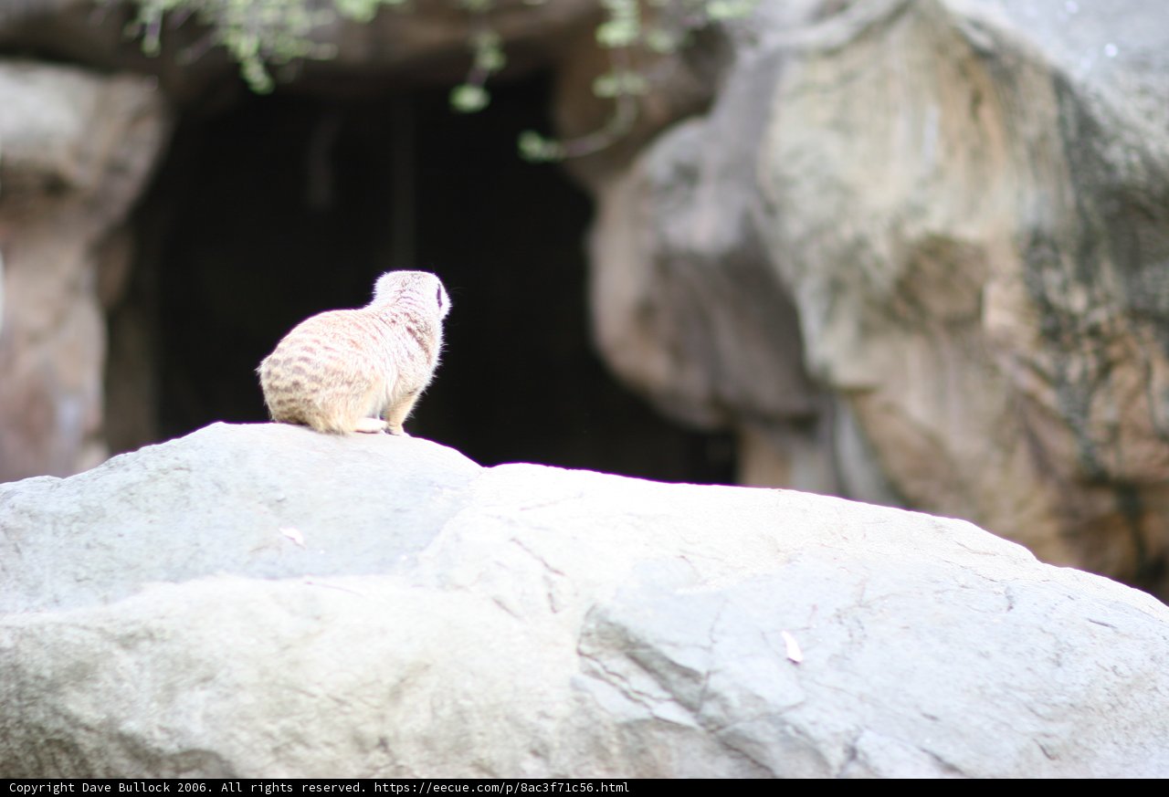 Meerkat Perched on a Rocky Throne