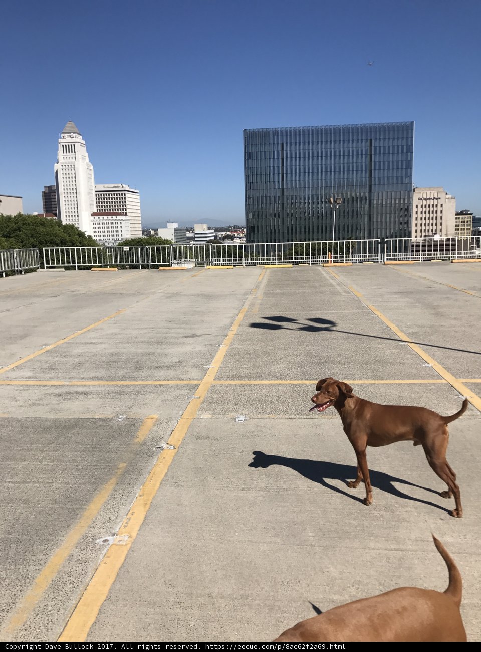 Canine companions in the concrete jungle