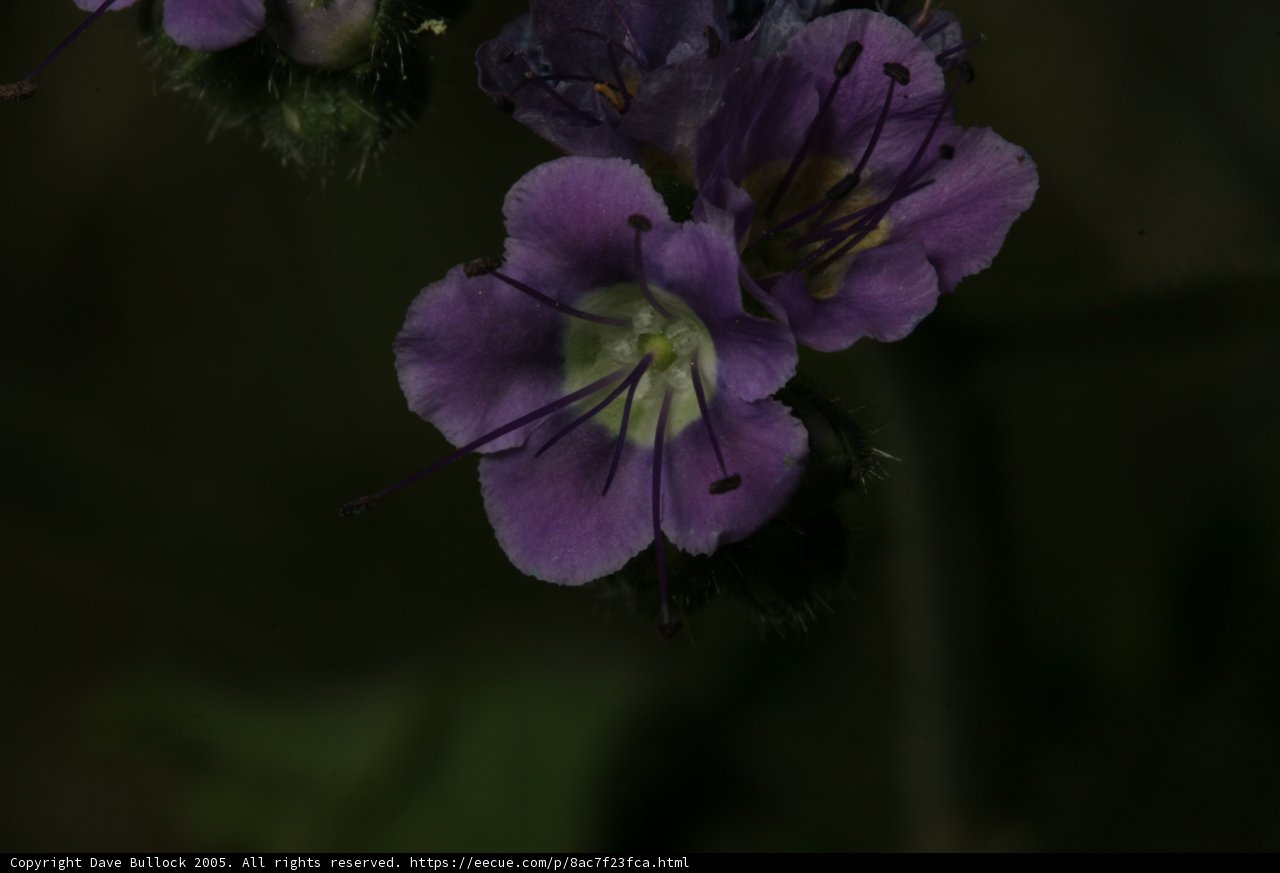 Twilight Blooms