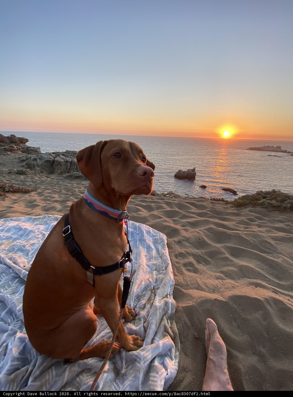 Beach Sunset with Furry Companion