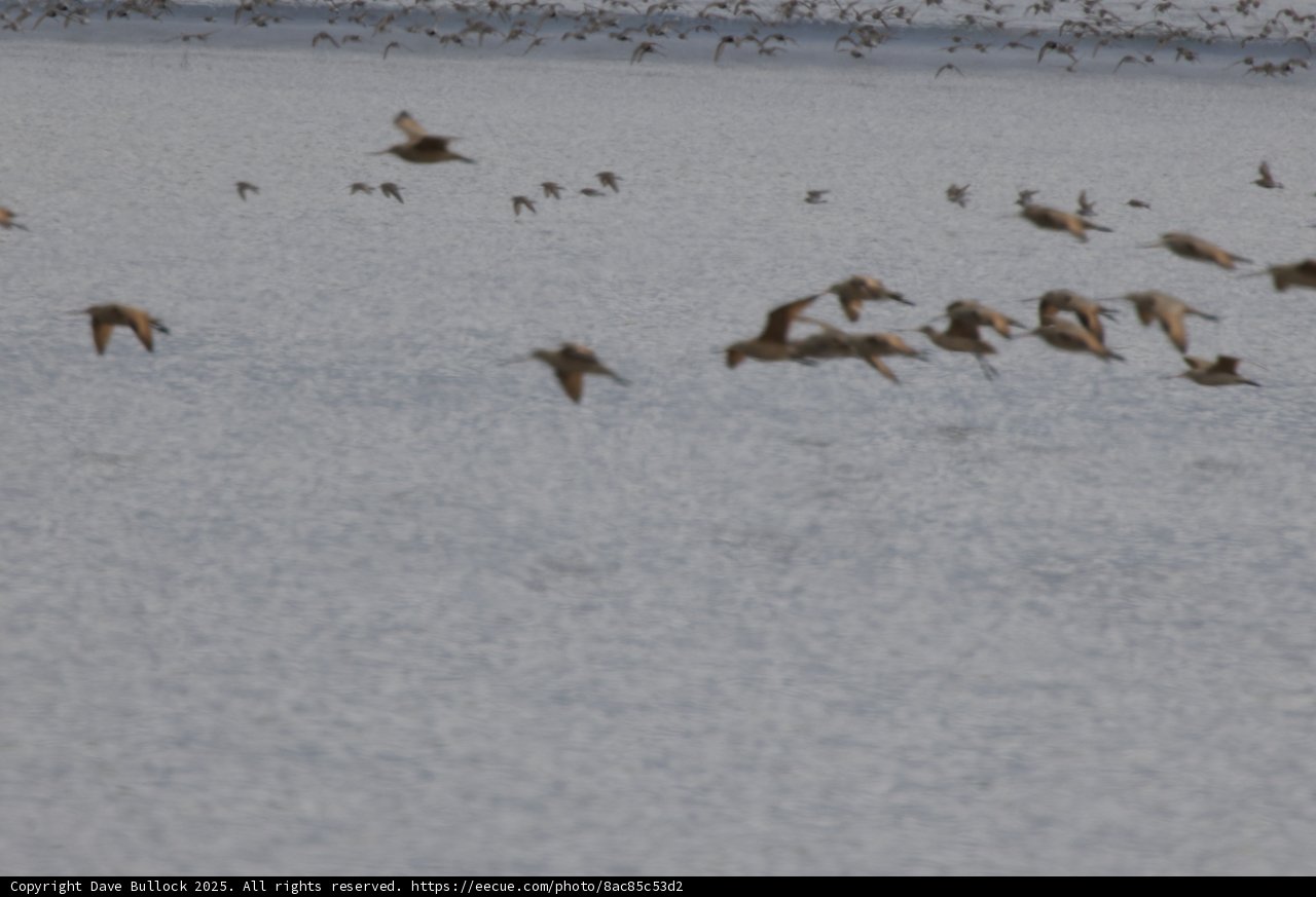 Avian Symphony in Flight