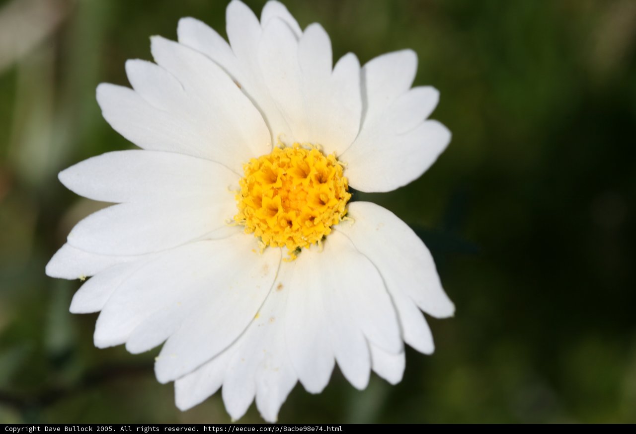 Sunny Daisy Field