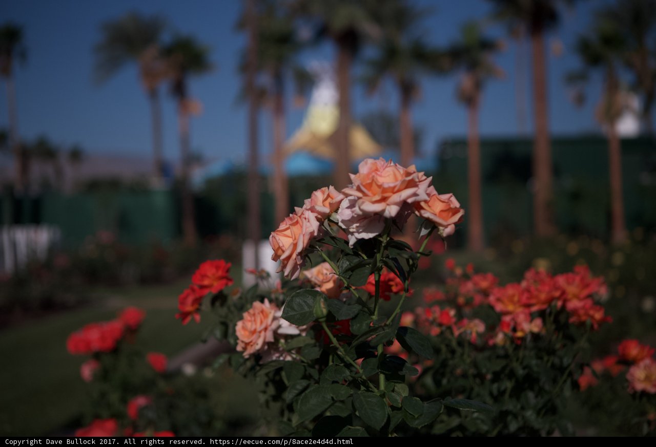 Rose Garden at Palm Springs Golf Resort