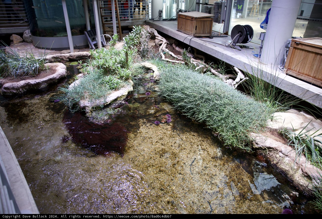 The Living Tapestry of Nature: A California Rainforest Pond