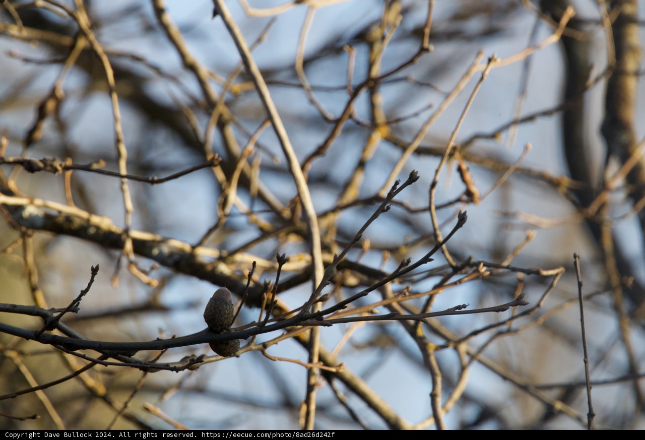 A Moment Among the Branches