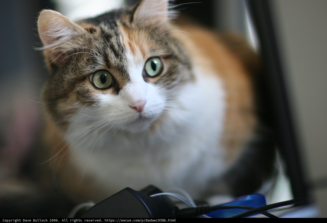 Feline Focus