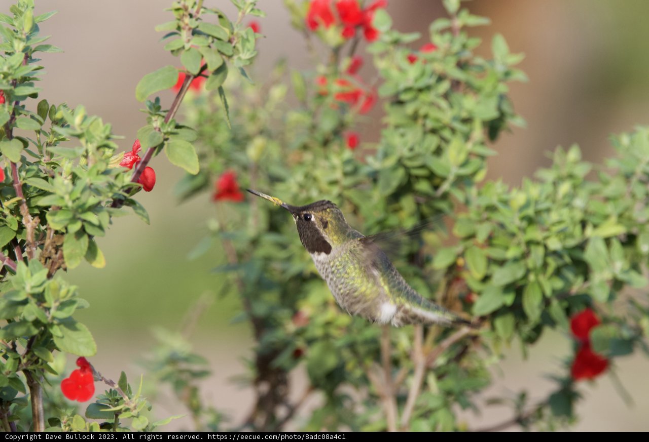 Dance of the Hummingbird at Fort Mason