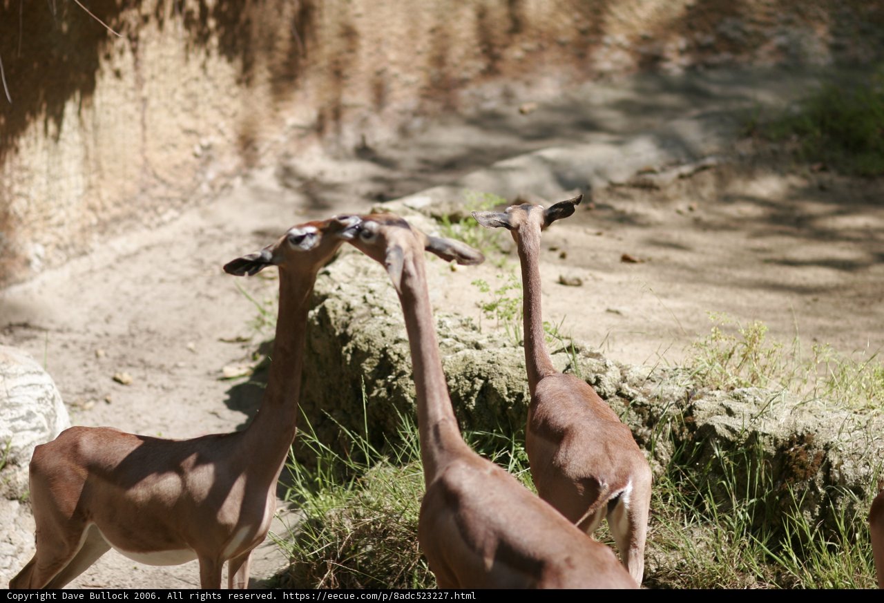 Gazelles in the Field