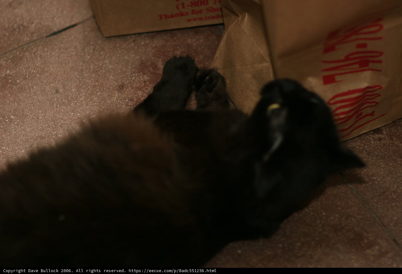 Lazy Days with Box Lounging