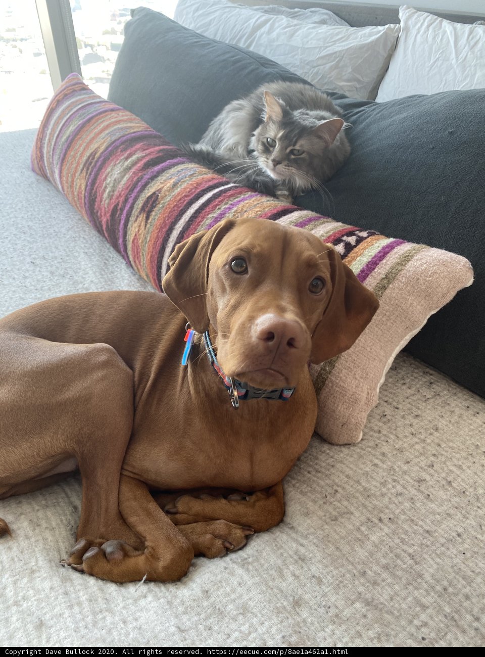 Canine and Feline Comfort