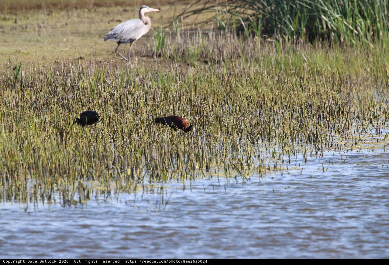 Heron and Rails Foraging in Wetland Marsh