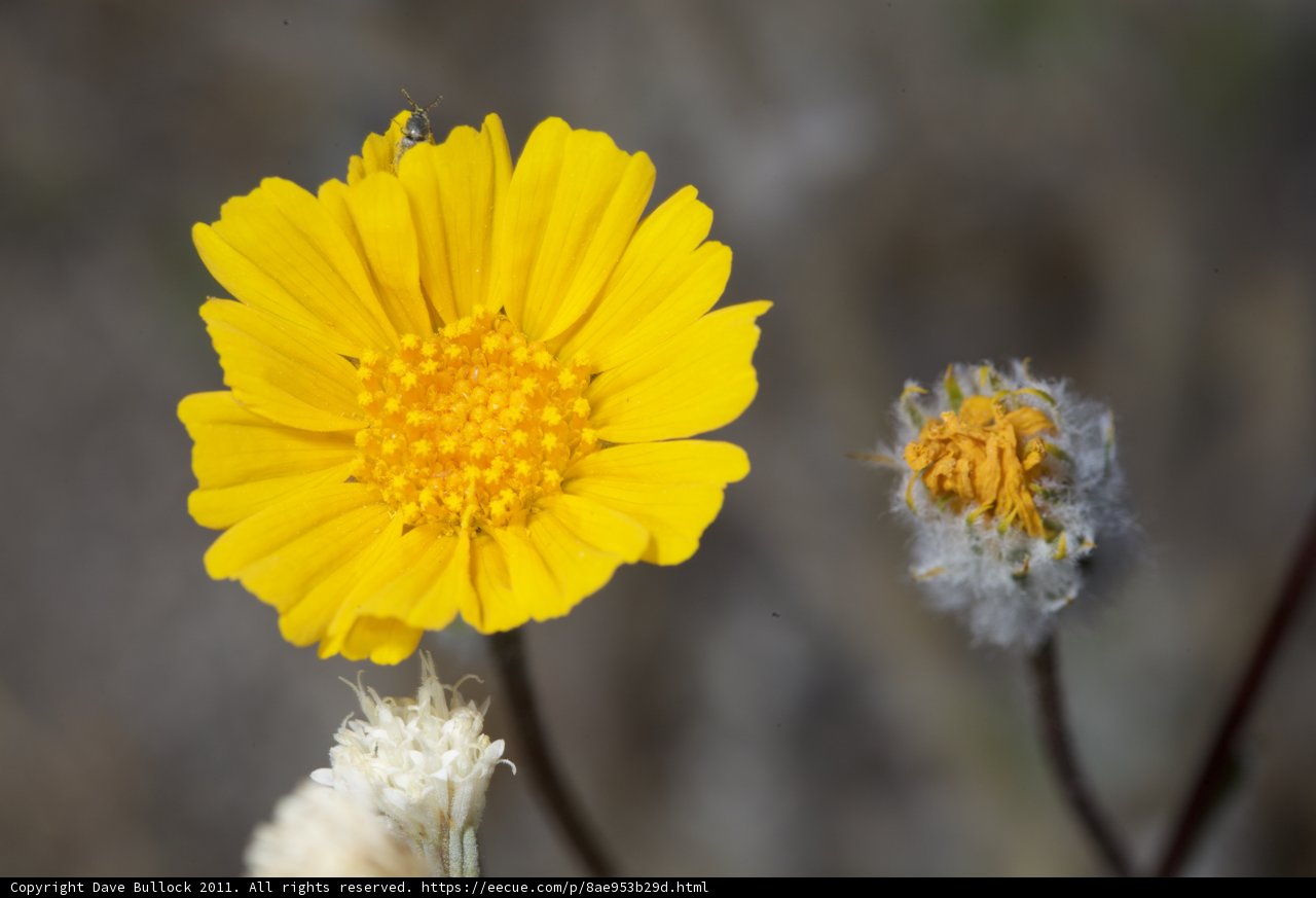 A Vibrant Yellow Daisy