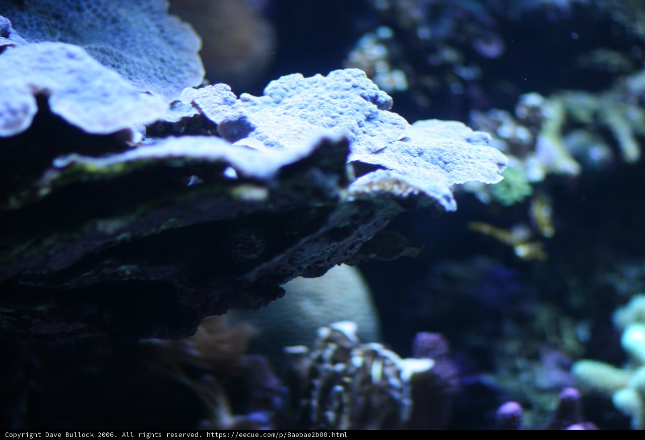 Close-up of a Vibrant Coral Reef
