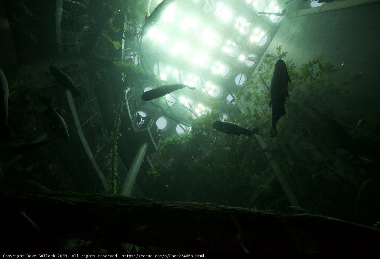 Illuminated Swim