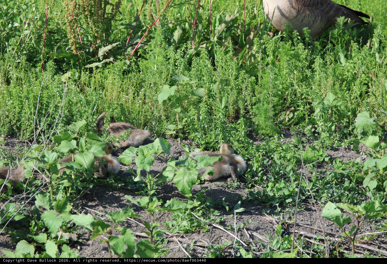 Canada Goose Family Foraging in Wetland Meadow