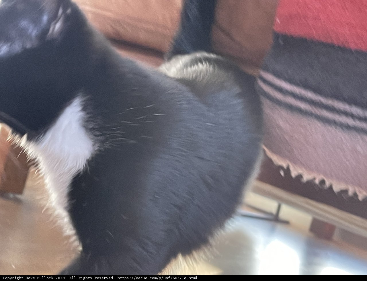 Majestic Adult Manx Cat Strolls Through San Francisco Home