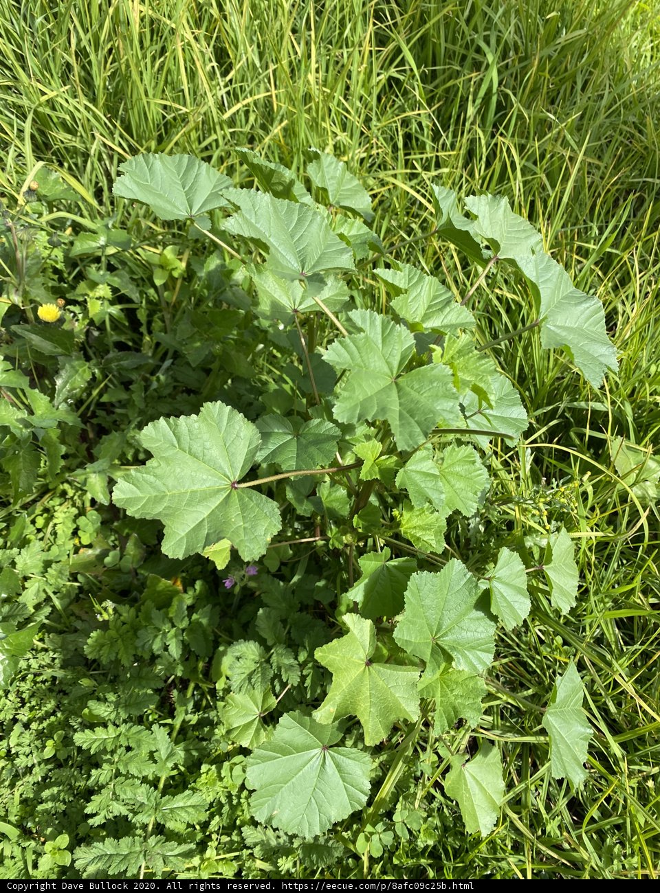 Lush Green Geranium Plant in Golden Gate Park