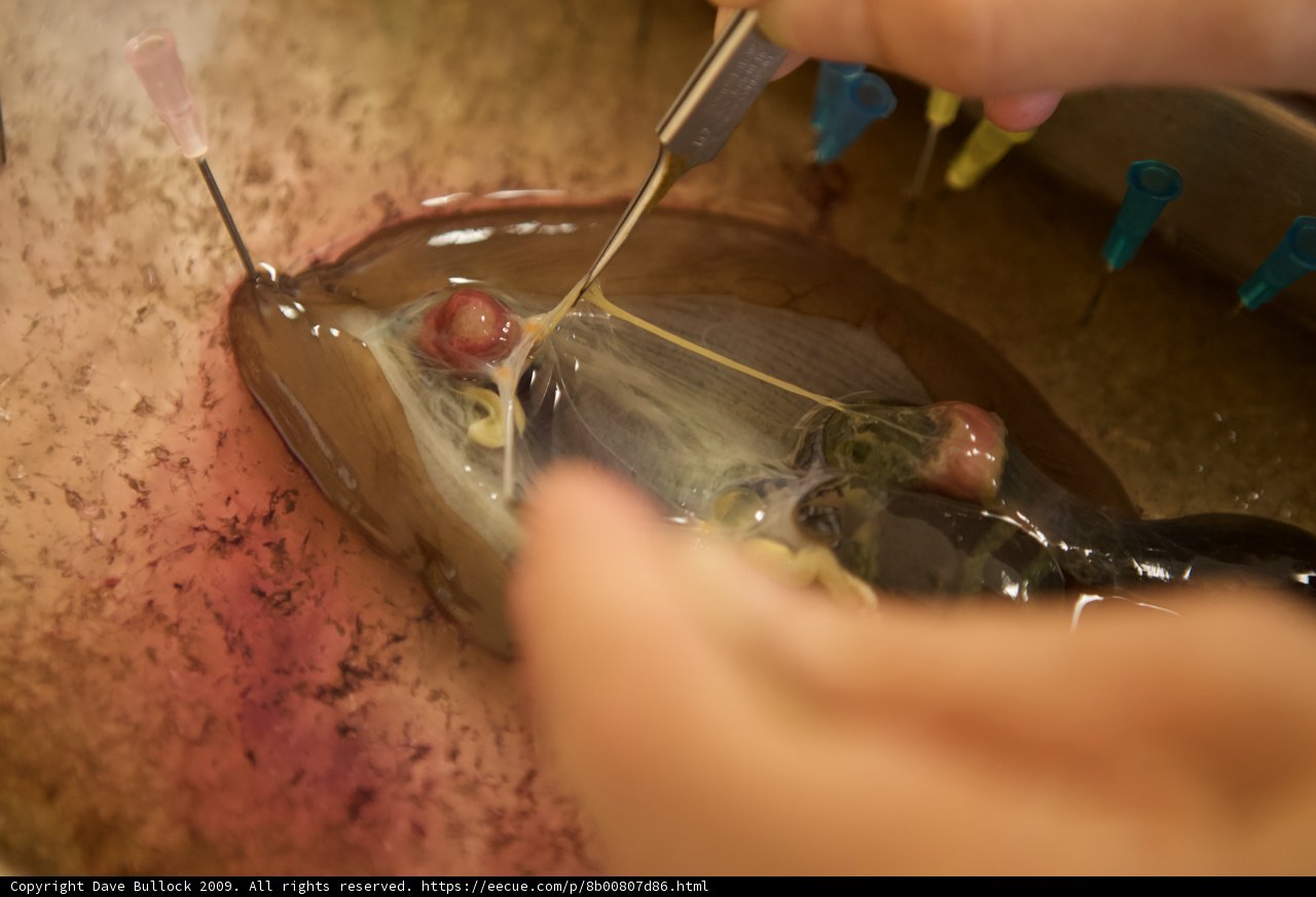 Rescuing a Fish from the Bowl