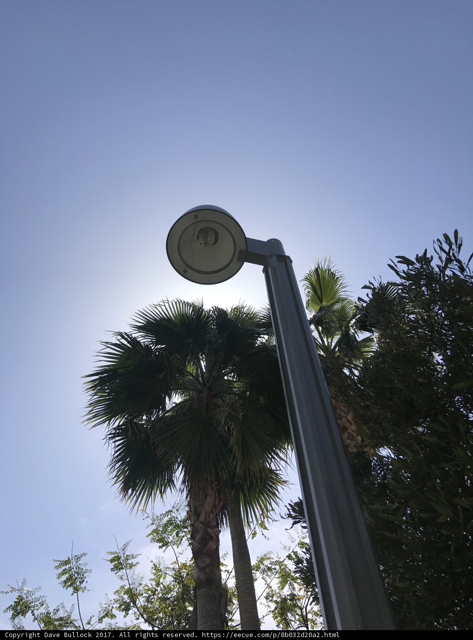 Palm Tree and Street Light
