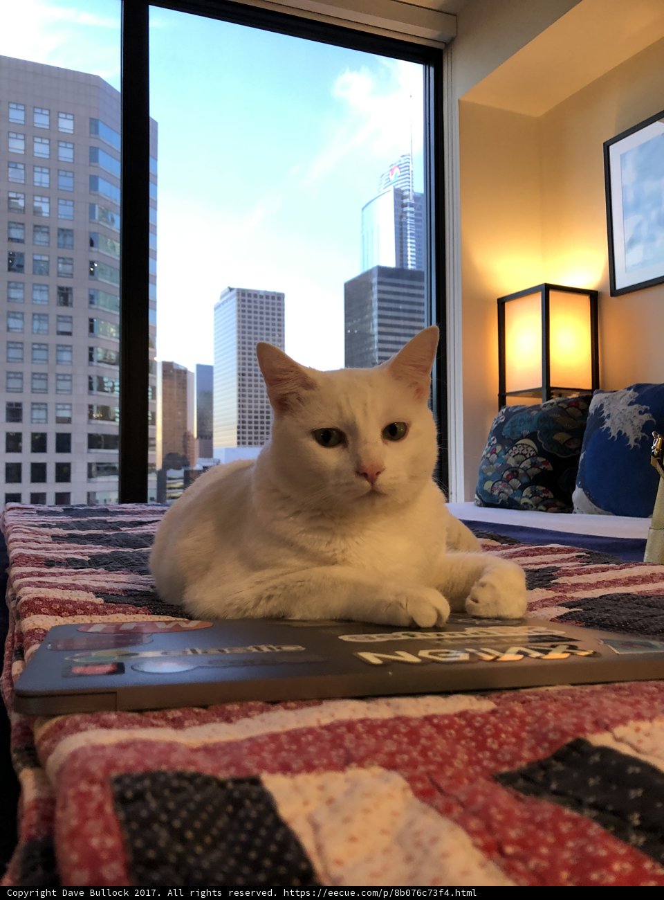 Purrfect Reading Companion