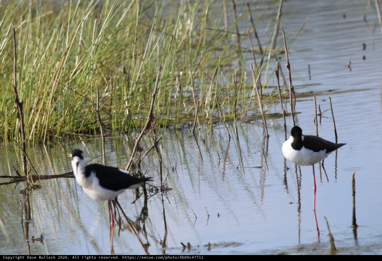 Black-necked Stilts Wading in Wetland Marsh
