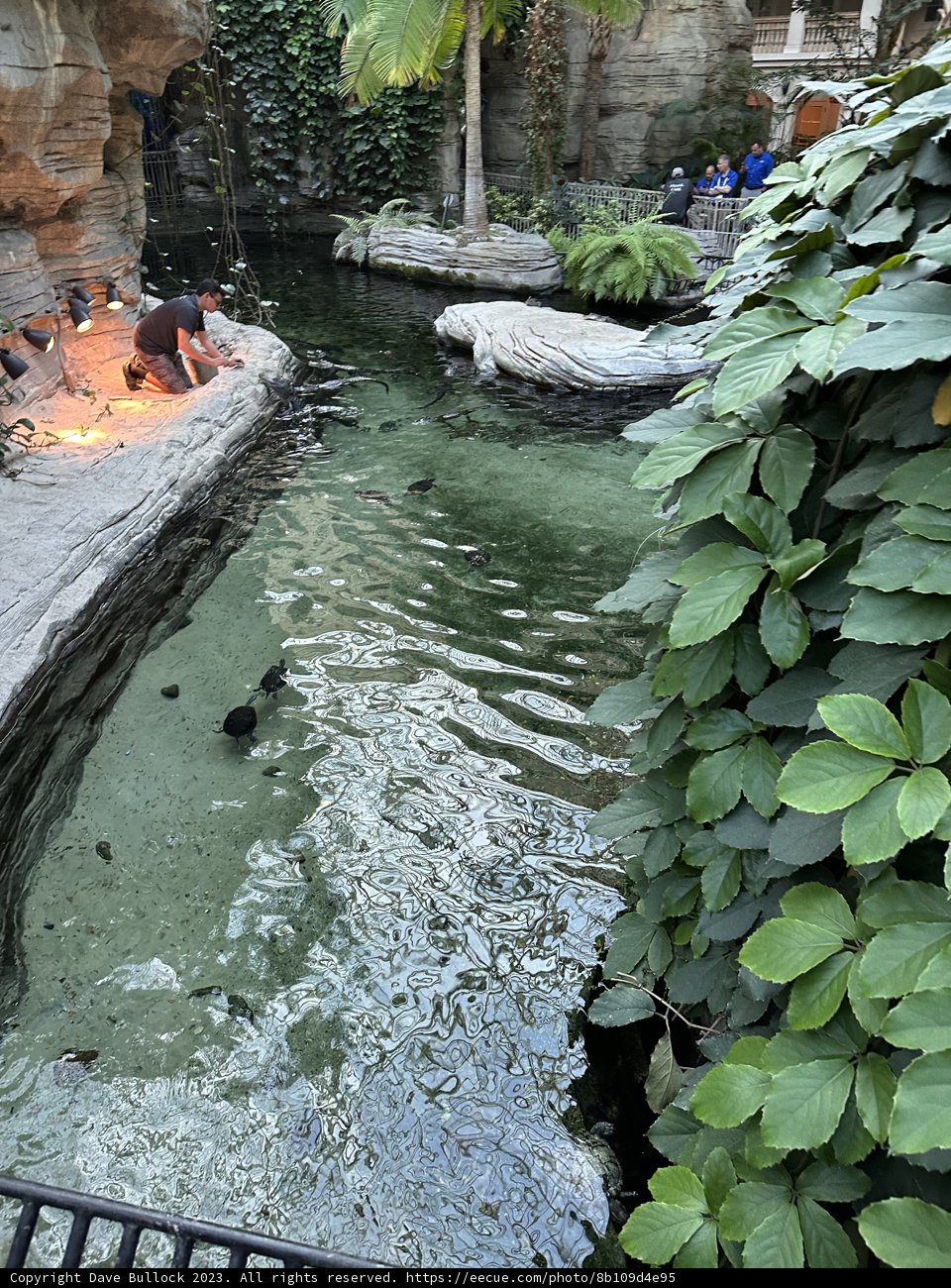 Serenity by the Pond