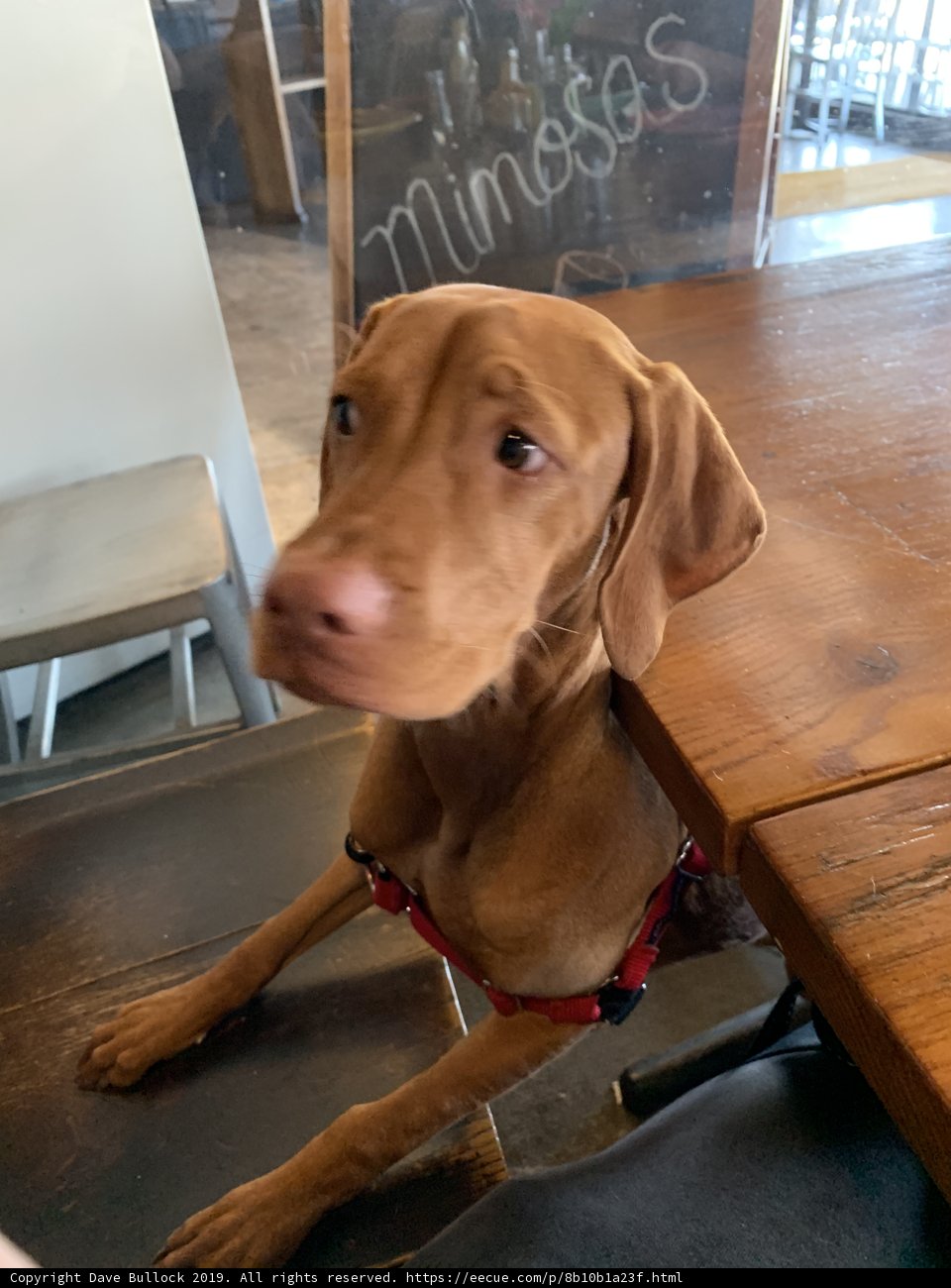 A Canine at the Table