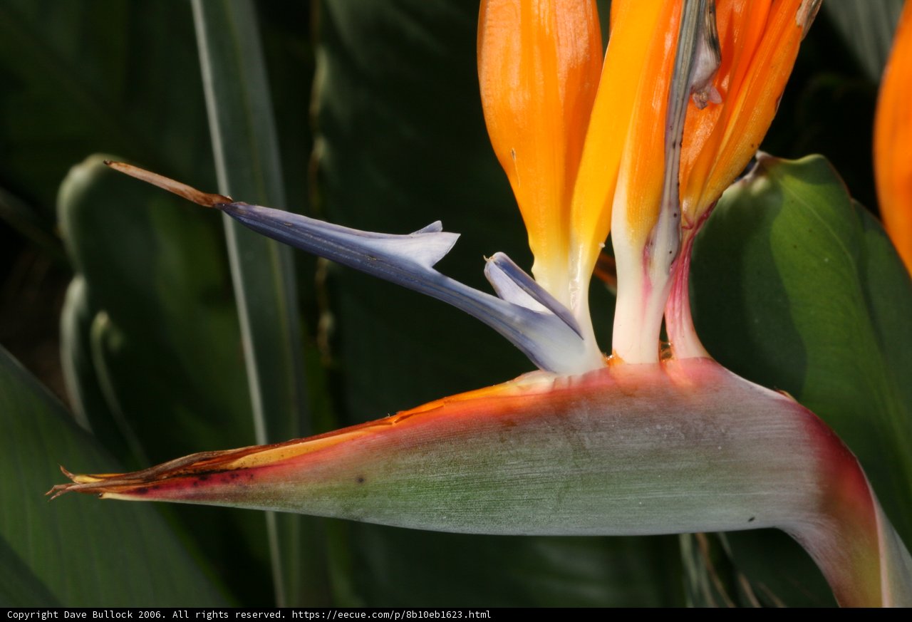 Bird of Paradise Blossoms
