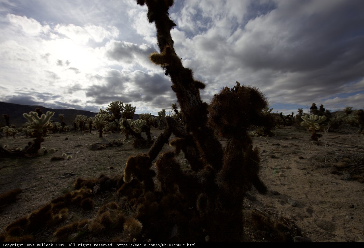 The Serenity of Joshua Tree