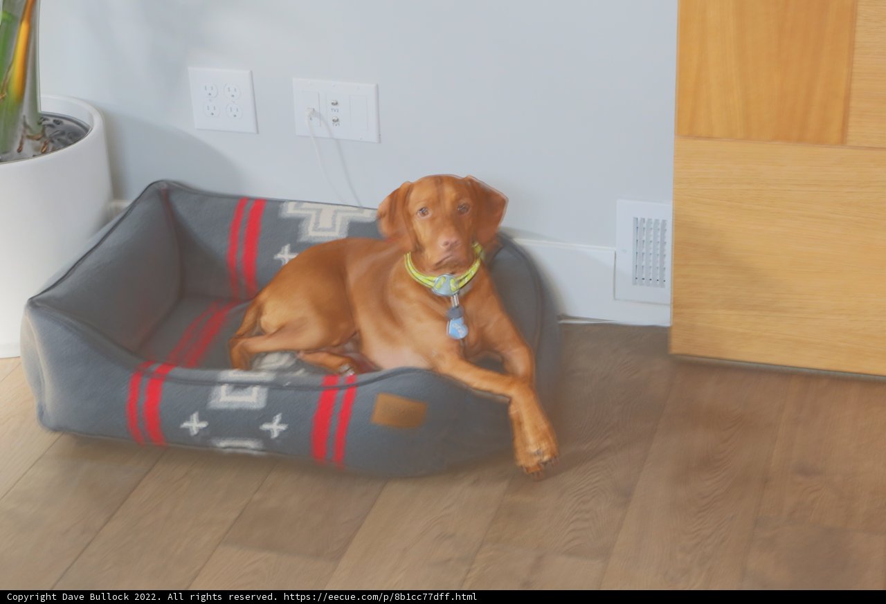Resting Pup on Hardwood Floor