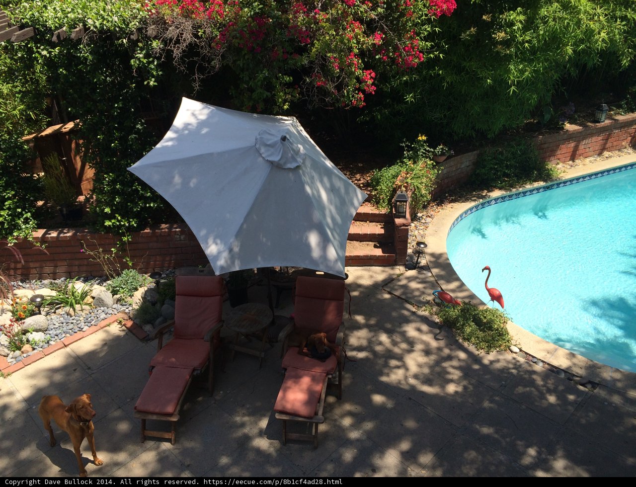 A Dog's Summer Retreat