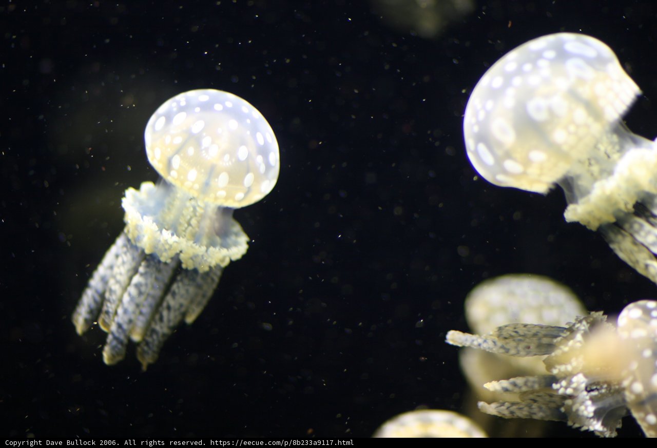 Underwater Wonders