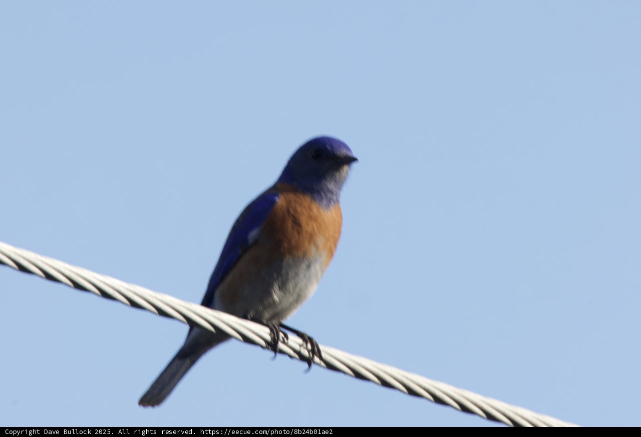 Vivid Perch