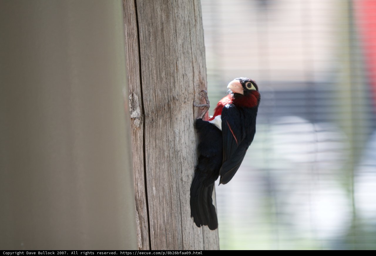 Red and Black-headed Woodpecker