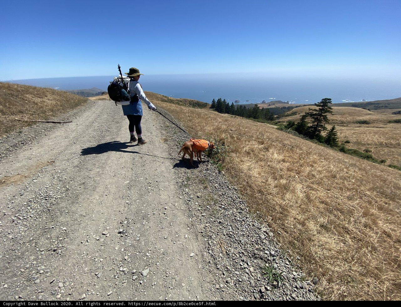 Hiking with Man's Best Friend
