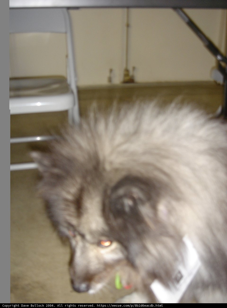 Canine Companion with Identification