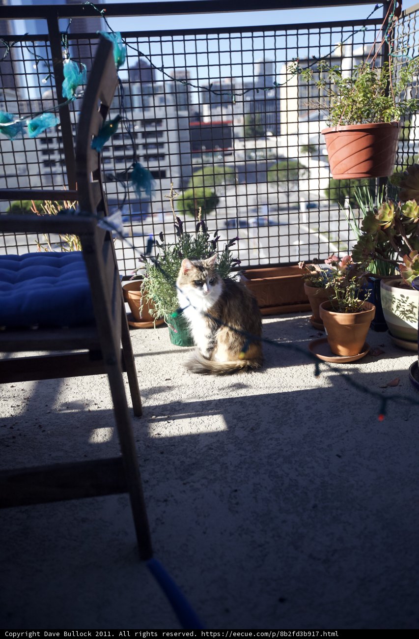 Balcony Cat