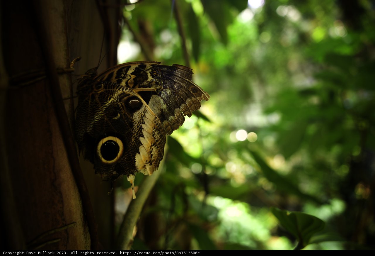 Enchanting Eyes of Nature