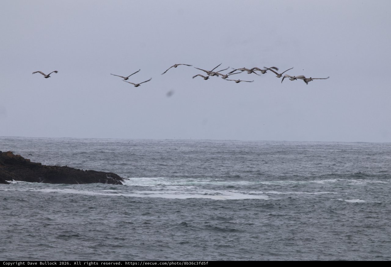 Pelican Squadron Soars Over Stormy Pacific Coastline