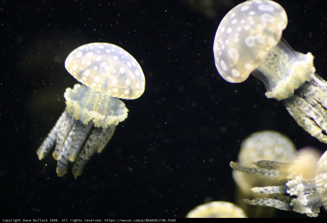 Tranquil Sea Life