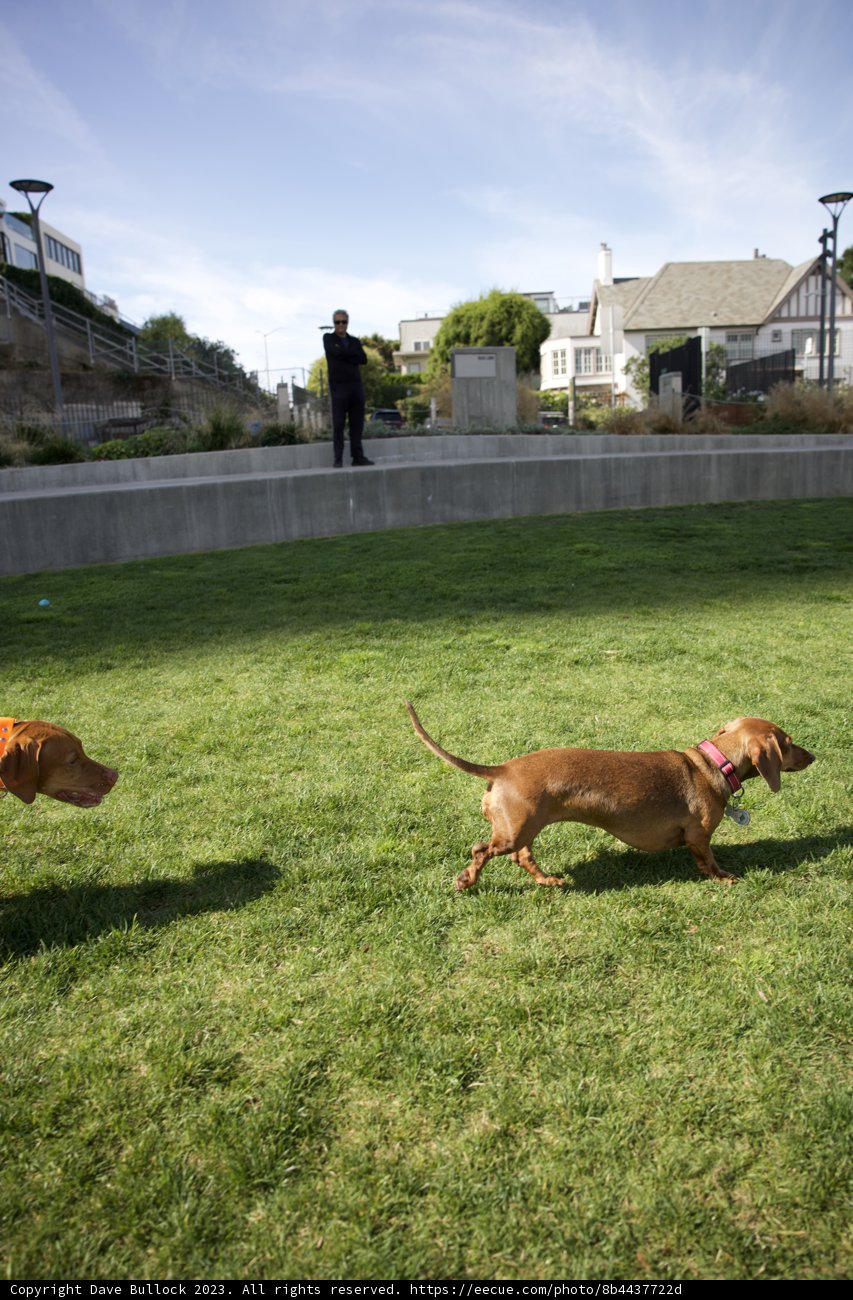 Furry Playtime under the Azure Skies